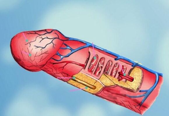 budowa penisa i powiększenie głowy